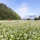메밀꽃 필 무렵 이미지