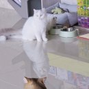 고양이분양 반하나캣 이미지