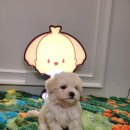 은하수펫샵 이미지