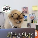 놀러오개 애견유치원 애견호텔 울산동구점 네이버블로그