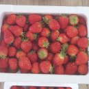 해맞이농장 이미지