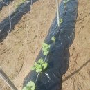 부여농장 이미지