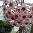 용담광택 이미지