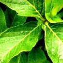 풀잎 위의 이슬 이미지