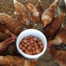 깊은내농장 이미지