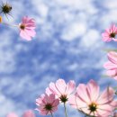 코스모스길 이미지