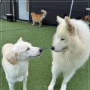 퍼피스카우트 이미지