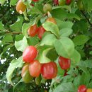 금지면 금정마을 이미지