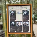 바오펫 | 에버랜드 판다월드 세컨하우스 시간 예약 바오 쌍둥이 래서팬더