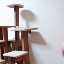 냥이사랑 이미지