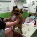 비비펫 동물병원 이미지