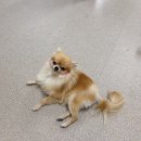 고마워강아지 이미지