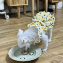 썸머 플라워 - 수원시 영통구 | 썸머 플라워