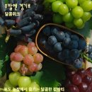 송산 농장 | 소도시트래블 주말엔경기로 | [결실의 식탁] 후기 🍇