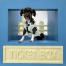 하랑유치원 | 천안애견카페 하랑이랑 강아지카페, 넓어서 강아지 행복도 미침