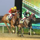 렛츠런파크 부산경남 이미지