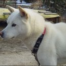 하룻강아지 이미지