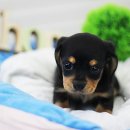 펫사랑일산점 이미지