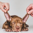 마음편한 동물메디컬센터 이미지