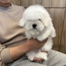 프리미엄캔넬 이미지