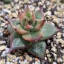 월광 판매합니다 이미지