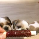 와우포크 이미지