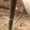 갈매기농장 이미지