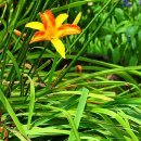 데이릴리(Daylily) 이미지