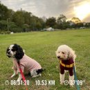 쁘니댕댕 | 2021 댕댕런 버추얼레이스 10km 완주, 가을 강아지 마라톤 후기!