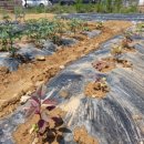 성운농장 이미지