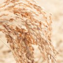 미래식량산업영농조합법인 | 11월 11일은 농업인의 날