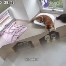 꼬모댕 프라이빗 애견호텔 이미지