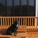 도그마실 이미지