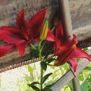 명일농장 이미지