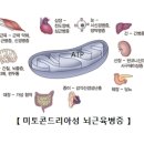 미토콘드리아성 뇌근육병증(MELAS, lactic acidosis, and stroke-like episodes)유전질환이란? 이미지