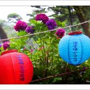 [벙개]부산 태종사 수국꽃 축제 이미지