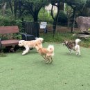 두리멍쉴 애견유치원 이미지