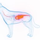 안양김준동물병원 이미지