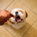 애니케어동물병원 이미지