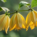 일랑일랑 이미지