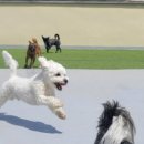 애견훈련소 보담 이미지