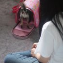 세종애견훈련소 | [해피독/전주/광주/대전애견훈련소] 포메라니안 예절교육 후기