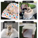 퍼피 앤 맘 | 강아지쿨매트 강아지침대 미끄러지지 않는 논슬립에 세탁 편한 천연인견 해피앤퍼피