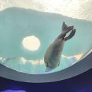 입장 | 오사카 가이유칸 입장 후기｜현장 예매·가격·대기시간·관람코스 총정리