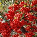 숲쟁이꽃동산 이미지