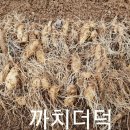 까치통신