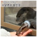 처인성로 | 용인 아이랑 가볼만한 곳 '수달앤쥬' 용인 실내동물원 동물먹이주기 체험 후기