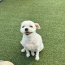 CFM애견유치원 이미지