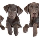 사당동물병원 이미지