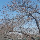군산월명체육관 | 2019 군산 벚꽃 축제 월명 체육관 / 다녀온 후기